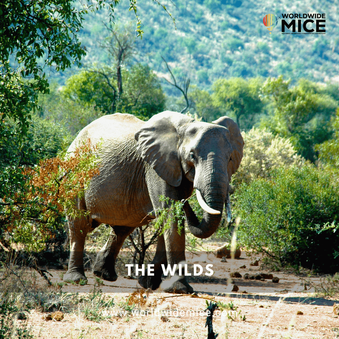 The Wilds